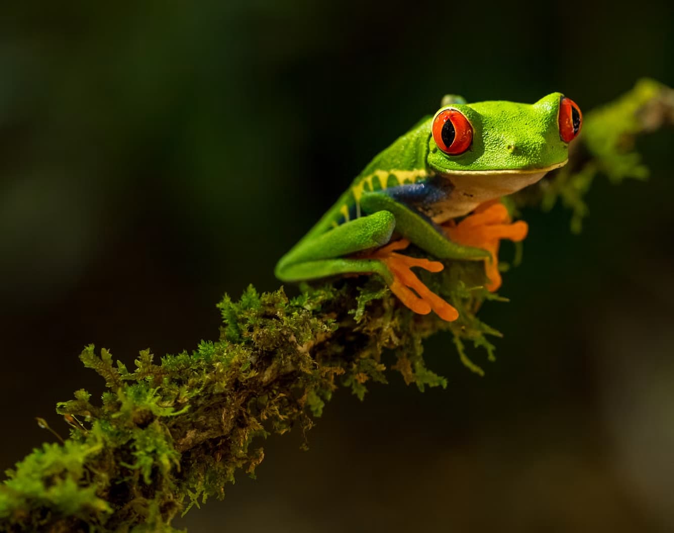 Flora & Fauna: Tiere und Pflanzen, die du wirklich siehst