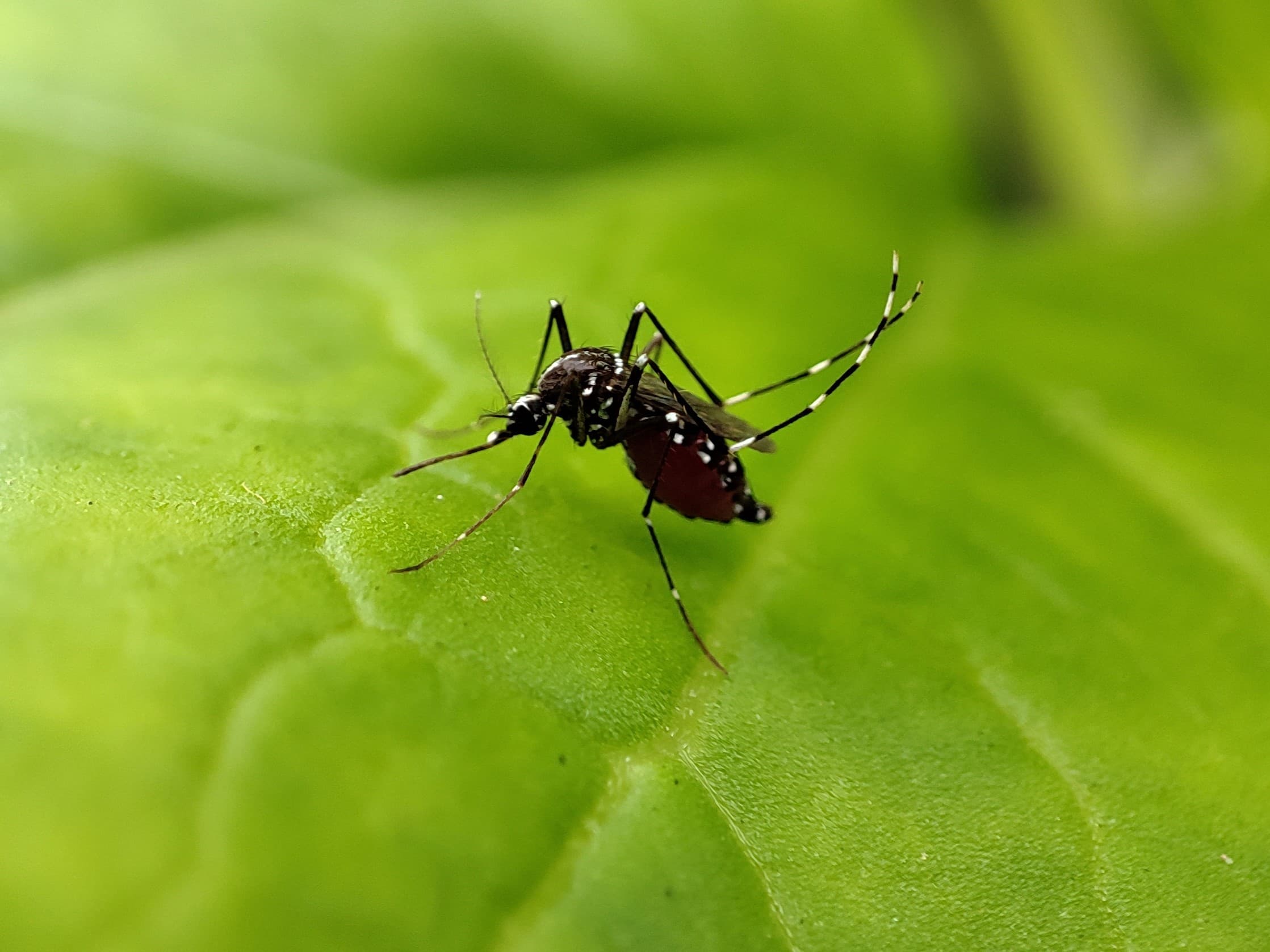 Mücken und Dengue in Costa Rica: Risiko und Schutz