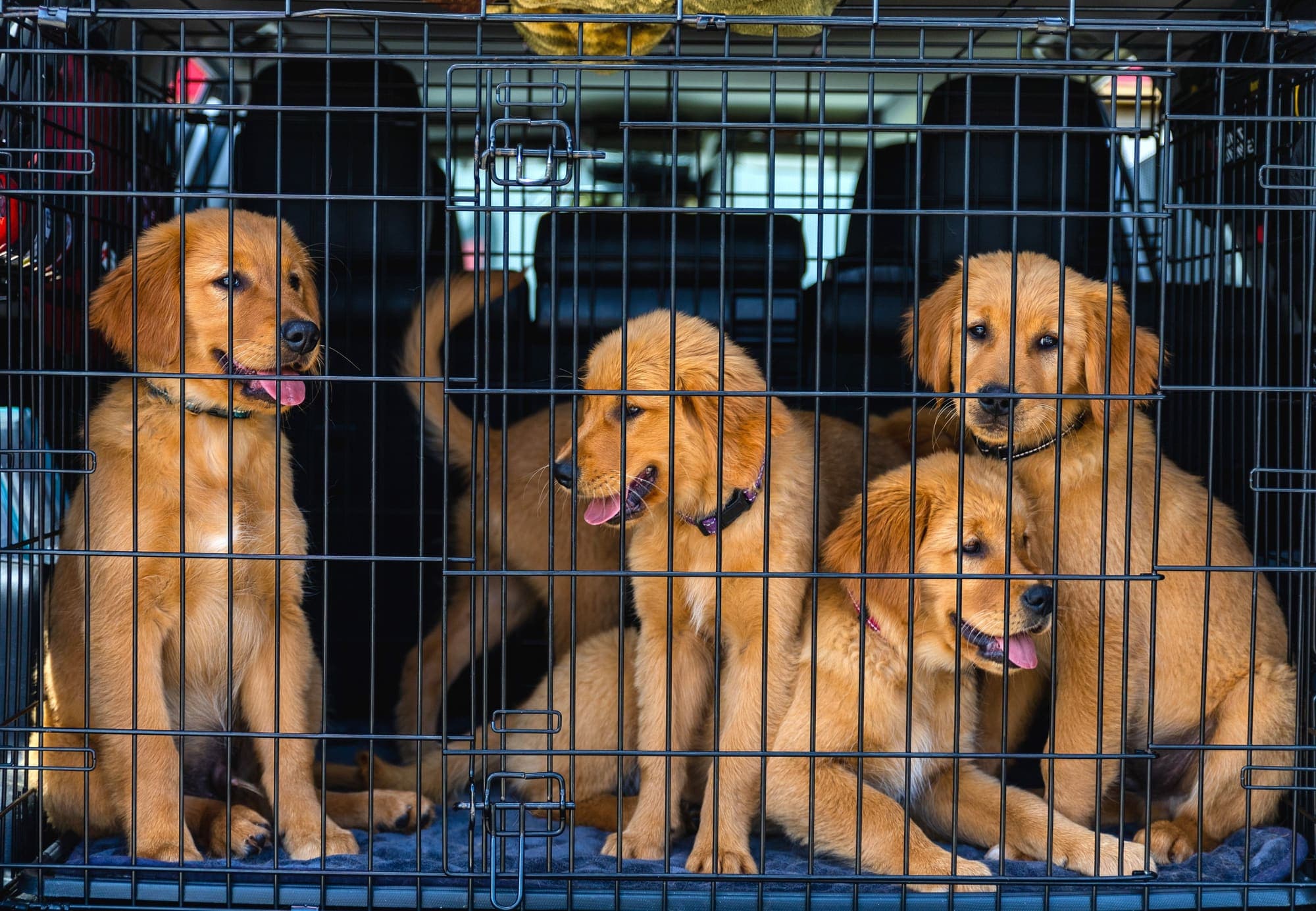 Hund nach Costa Rica bringen: so klappt es