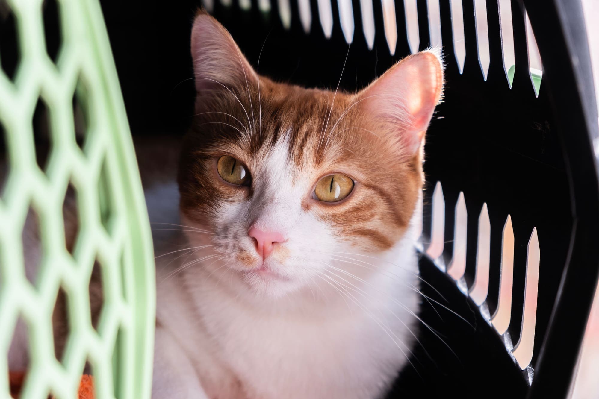 Katze nach Costa Rica bringen: so klappt es