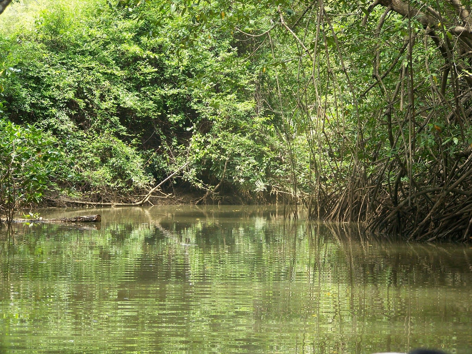 Mangroven-Bootstour bei Damas