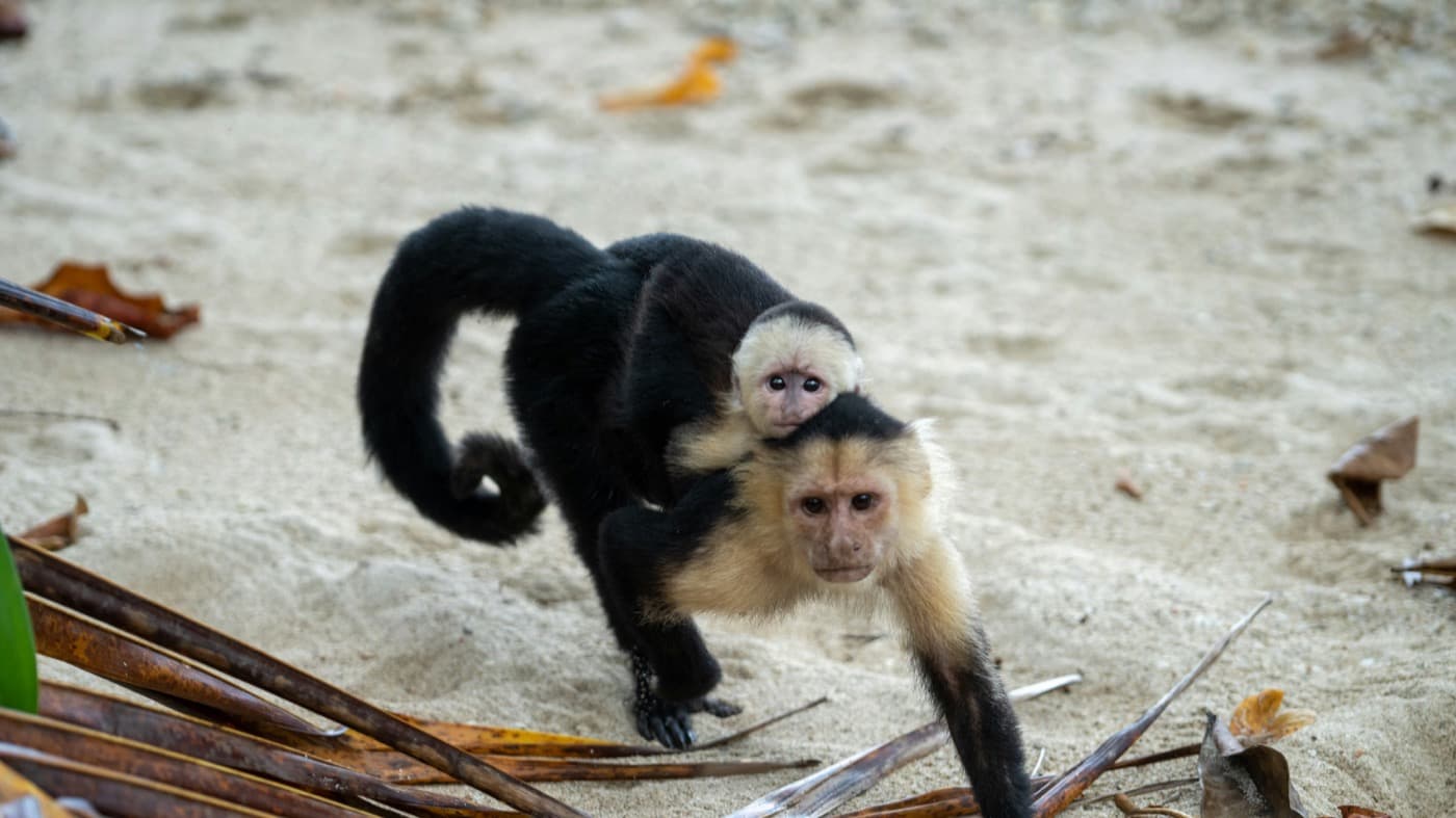Nationalpark Manuel Antonio
