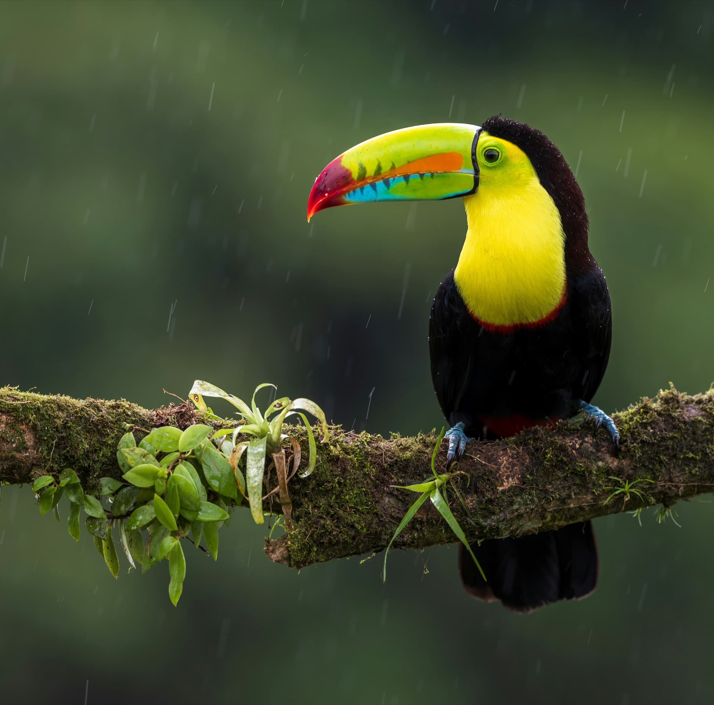 Tukan im Regenwald von Costa Rica