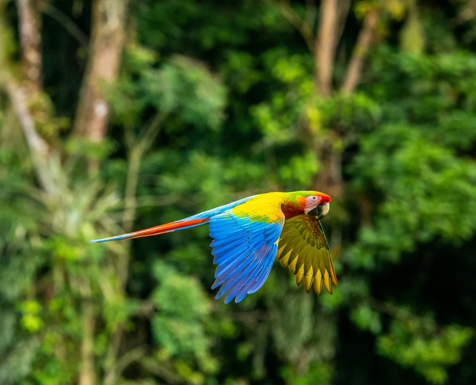 Alles, was du über Costa Rica wissen willst